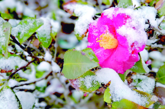 4-雪.jpg