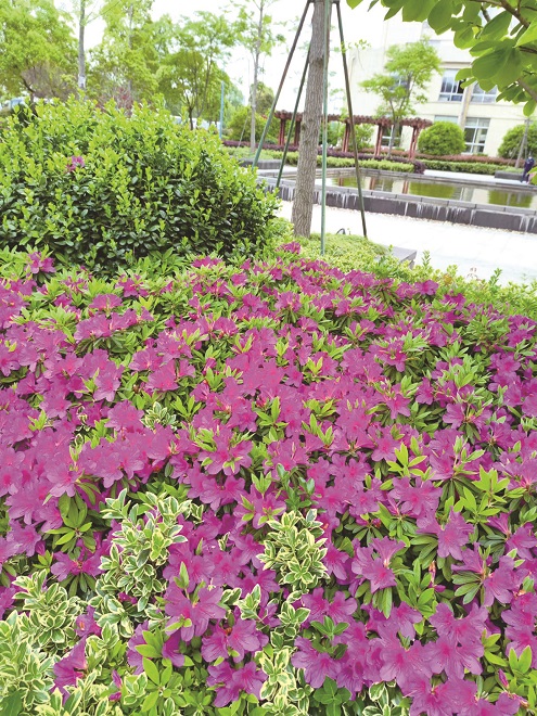 3-中金踏春5.jpg